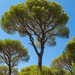 Maritime pine trees, the source of pine bark extract