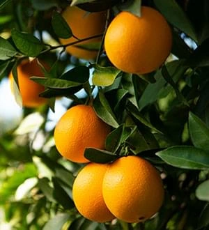Oranges on the tree, a natural source of vitamin C